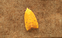 Earias