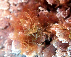 Nitophyllum punctatum