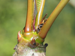 Ropalidia socialistica