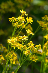 Packera obovata