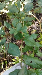 Citharexylum sulcatum