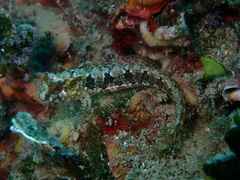 Parablennius tentacularis
