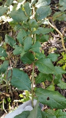 Citharexylum sulcatum