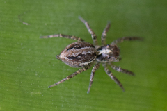 Asaphobelis physonychus