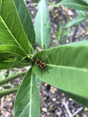 Oncopeltus cingulifer