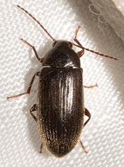 Hymenorus picipennis