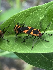 Oncopeltus cingulifer