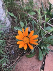 Gazania