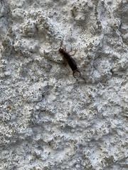 Forficula auricularia