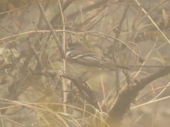 Mecocerculus leucophrys