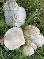 Clitocybe rivulosa