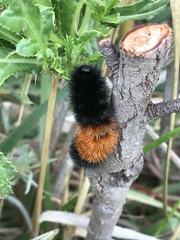 Pyrrharctia isabella