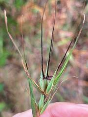 Themeda triandra