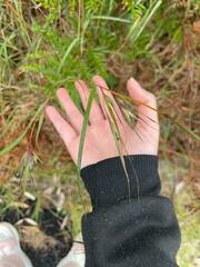 Themeda triandra