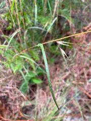 Themeda triandra