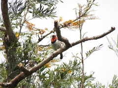 Lybius torquatus torquatus