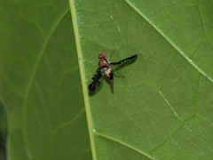 Austronevra australina