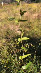 Smilax auriculata