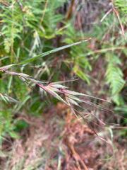 Themeda triandra