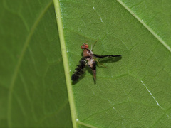 Austronevra australina