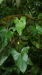 Philodendron wilburii