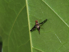 Austronevra australina