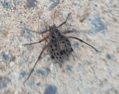 Tuberolachnus salignus