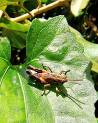 Traulia azureipennis