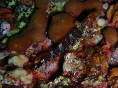 Tripterygion delaisi