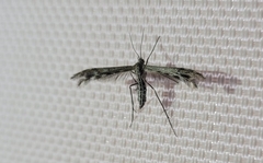 Singularia alternaria