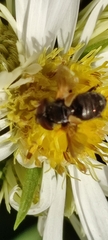 Tachinidae