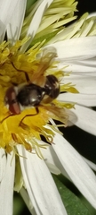 Tachinidae