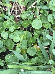Hydrocotyle