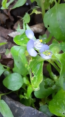Commelina diffusa