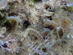 Parablennius tentacularis