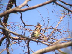 Trachyphonus vaillantii vaillantii