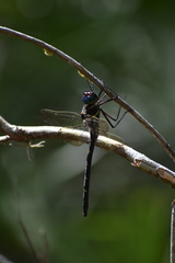 Macromia taeniolata