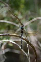 Macromia taeniolata