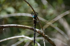 Macromia taeniolata