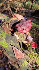 Ganoderma tsugae