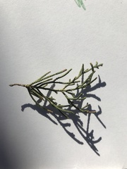 Cupressaceae