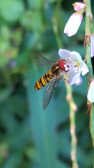 Episyrphus