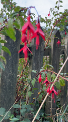 Fuchsia magellanica