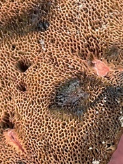 Suillellus amygdalinus