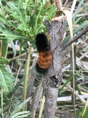 Pyrrharctia isabella