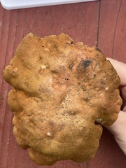 Suillellus amygdalinus