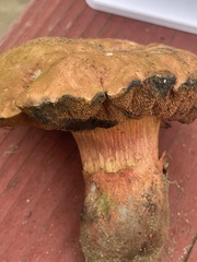 Suillellus amygdalinus