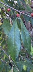 Ilex