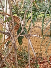 Thelotornis capensis