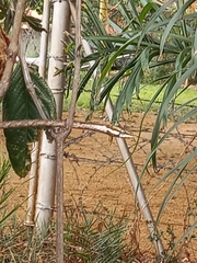 Thelotornis capensis